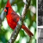 The Redbird in Grief:  Mom, Dad, Dennis — Is That You?